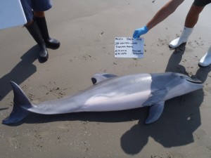 A new NOAA study shows a link between the 2010 Deepwater Horizon accident and a flourish of dolphins deaths along the Gulf coast. (Photo: NOAA)