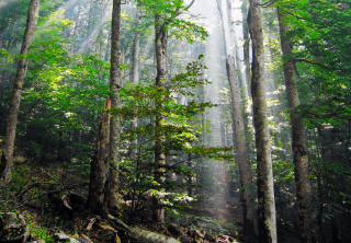 Old growth forests like this can be a rich resource for biomass fuels, but often cannot replace what has been burned as quickly. (Photo: Wikipedia) 