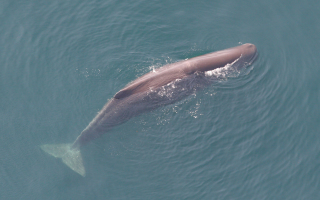 Sperm whale in the Gulf of Mexico. (Photo: NOAA)