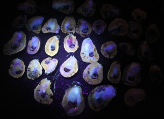 St Bernard oysters 2011 shucked shells 1b2