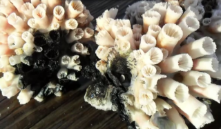 coral malignancies porter