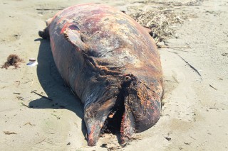Dead Dolphin found on Grand Isle, Louisiana on April 9, 2014. (Photo: Jonathan Henderson/The Gulf Restoration Network).