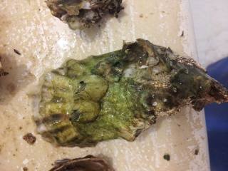 A Florida oyster caught late February with abnormal growths on its shell, sent to Bellona by a fisherman who requested anonymity.