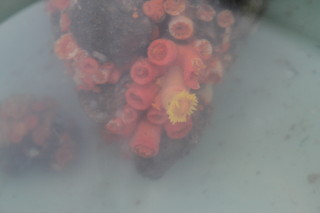 malignant coral1