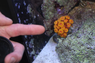 normal coral1