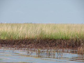 oil and marsh
