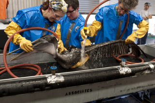 An oiled pelican being cleaned by rescue workers in Louisiana. (Photo:  Wikipedia/International Bird Rescue Research Center)
