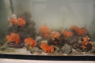 pluming coral