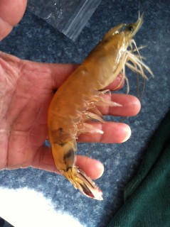 shrimp wiht oil visible in innards