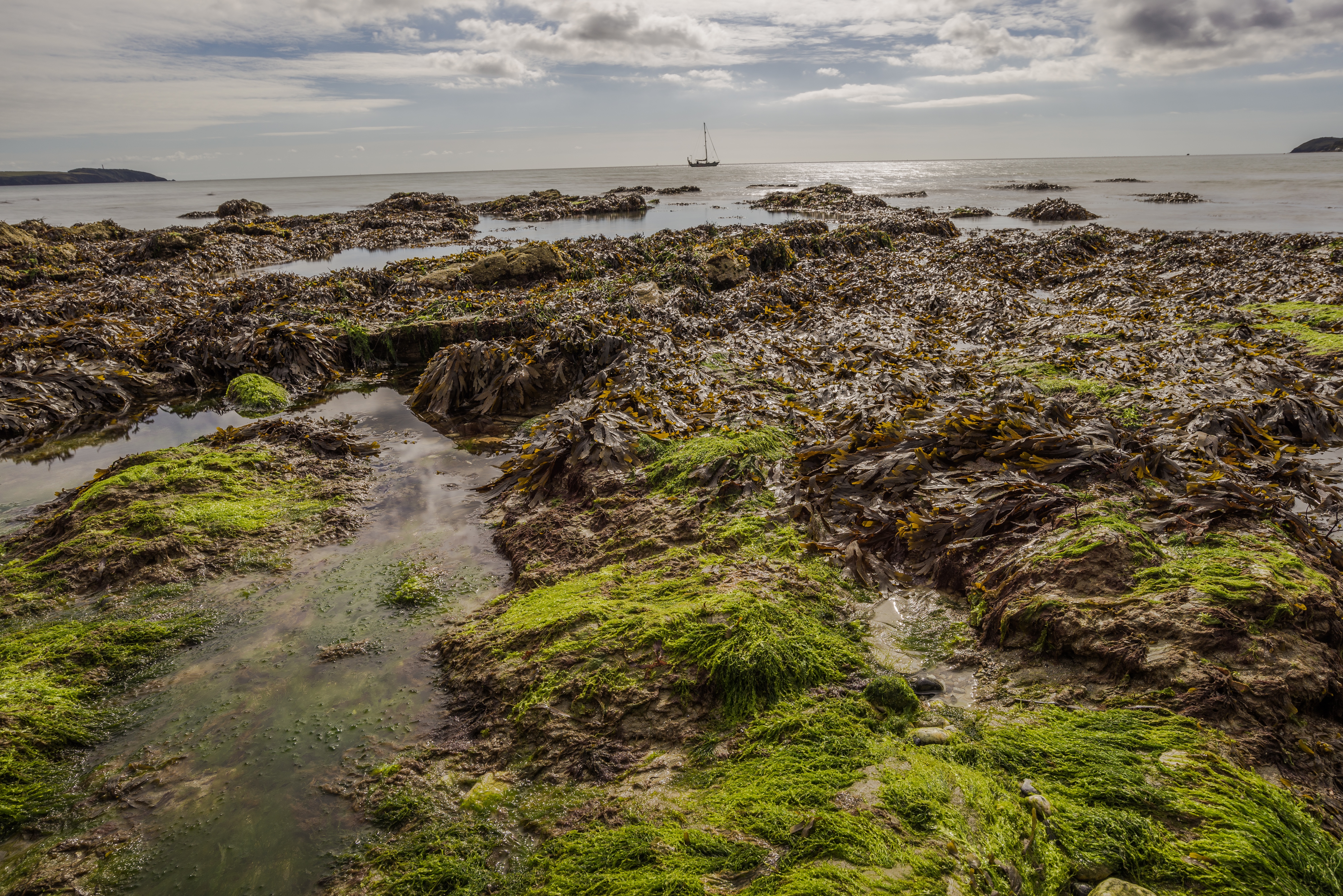 Известно что у прибрежных водорослей. Море Лаптевых водоросли. Водоросли Балтийского моря. Диатомовые водоросли моря Лаптевых. Зелёные водоросли в море Лаптевых.